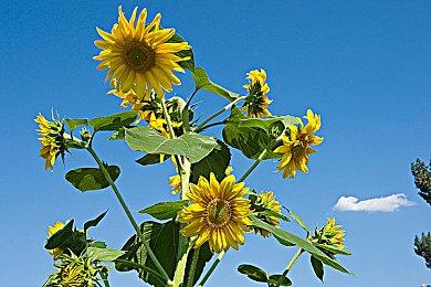 水晶动力现已从SE手里接管了《古墓丽影》系列