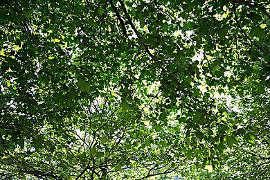 蟋蟀主题收集养成游戏《沉默的蟋蟀》上架Steam